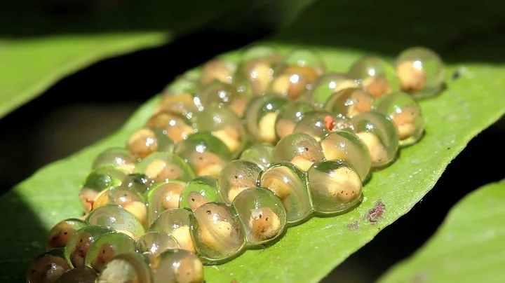 Unit 2 Lesson 6 Read-Aloud: Amphibians: From Water to Land