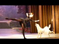 Парный балетный танец с собакой вызвал бурные аплодисменты зрителей