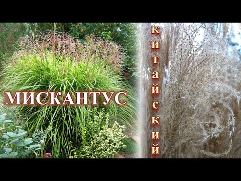 Мискантус китайский: сорта и секреты выращивания