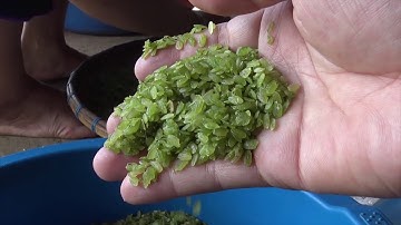 CÁCH LÀM CỐM CỦA NGƯỜI THÁI TÂY BẮC TÚ LỆ YÊN BÁI \\ GÁI LÀNG TV