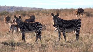 Mountain Zebra National Park - Short Visit May 2023