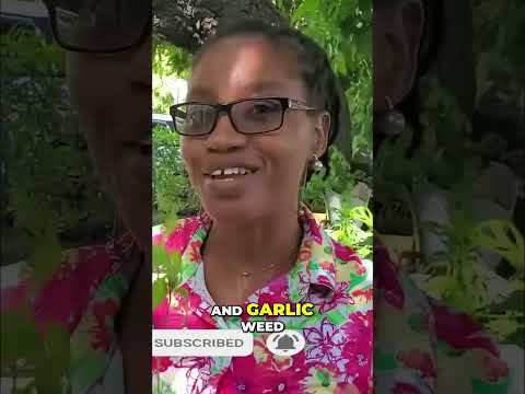 Guinea Hen Weed: Unveiling Its Other Names & Uses #shorts