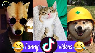 Try Not To Laugh Challenge  Funny Cat & Dog Vines compilation 2020