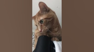 My cat doesn’t like people #meme #cat #catnip
