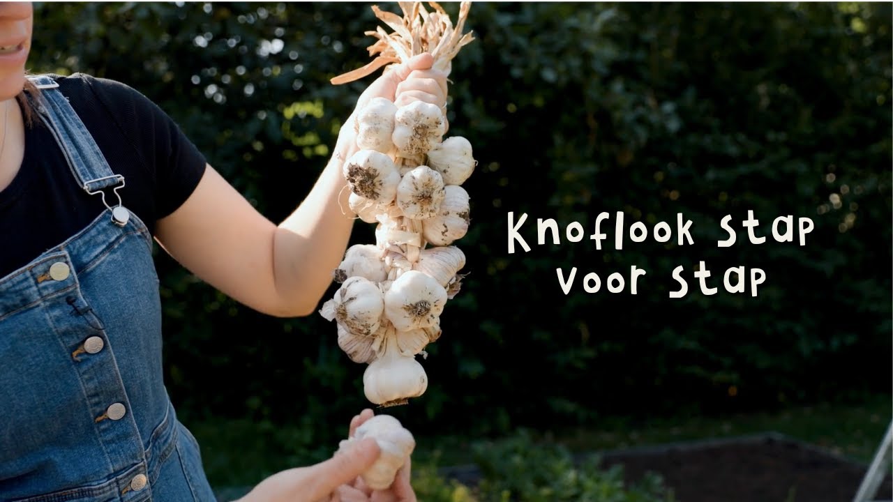 Knoflook poten & oogsten | alles wat je moet weten
