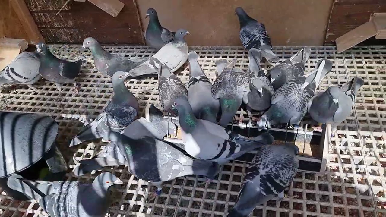 Trecem Amazoanele la văduvie!  Când, cum și de ce?