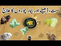 Do This If Your Chicken Is Sick How To Care For A Sick Baby Chick Dr ARSHAD Do This If Your Chicken Is Sick How To Care For A Sick Baby Chick Dr ARSHAD