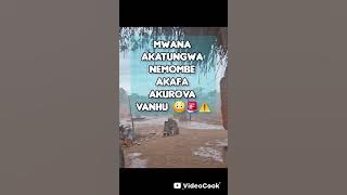 mwana ane1yr7 akatungwa nemombe akafa ngatinzwei zvizere