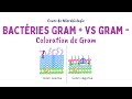 Bactries  gram positif et  gram negatif  diffrences et principe de la coloration de gram