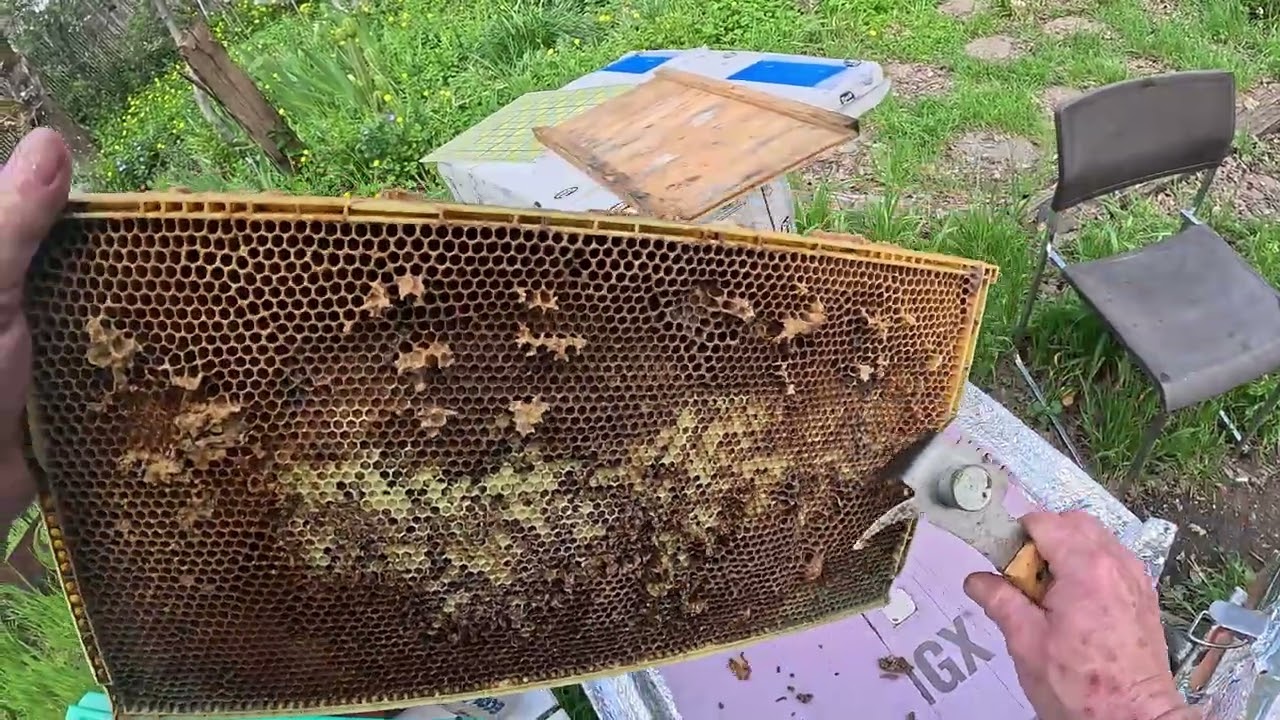 Mar 1st - LIL'HIVE Gets a Boost! #beekeeper #beehive #varroa #apimaye