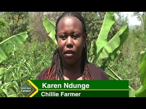 ⁣Growing Chillie in Kenya for export