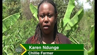 Growing Chillie in Kenya for export