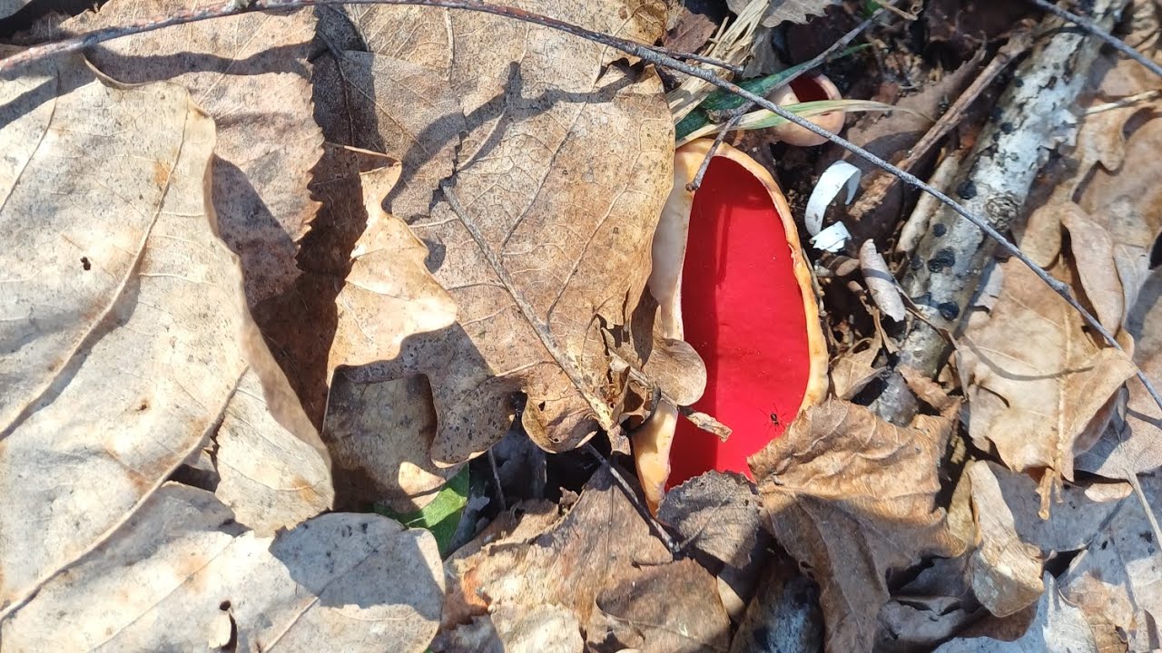 26km‼️ spaceru po lasach i grzybki się pokazały 🍄‍🟫🍄‍🟫#grzyby #zrzuty #las #przyroda 