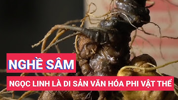 Nghề sâm Ngọc Linh là di sản văn hóa phi vật thể quốc gia