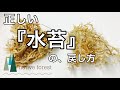 正しい水苔の戻し方がこれ！
