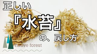 正しい水苔の戻し方がこれ！