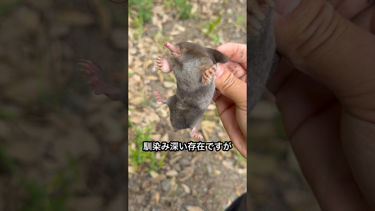 モグラの食べ方を教えます