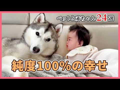 【尊さ限界突破】犬猫と赤ちゃんの最強コンビに癒される20選｜PECO