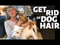 GET RID OF DOG HAIR ~ HOW TO GET DOG HAIR OFF YOUR YOUR COUCH, BED & CLOTHES ~ DOG HAIR REMOVAL TIPS