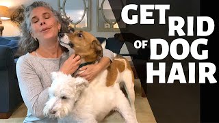HOW I GET DOG HAIR OFF MY COUCH, BED & CLOTHES
