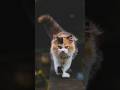 veja sete caracteristicas de um gato #gatos #youtubeshorts #youtube #shorts #animais #petshorts #cat