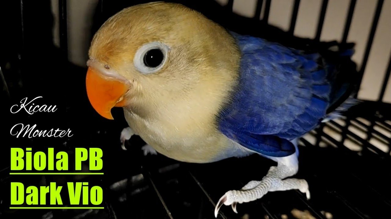 Lovebird Biola Pb Dark Vio By Kicau Monster