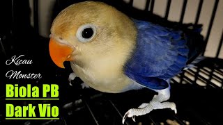 Lovebird Biola Pb Dark Vio