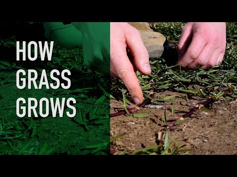 Video: Wat is Blackhawks Grass – Leer over het kweken van Blackhawks Andropogon Grass