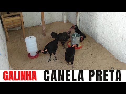 Conheça a Galinha Canela Preta - Raça Nativa do Brasil