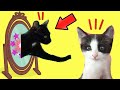 Espejo mágico para mis gatitos bebés Luna y Estrella / Funny Cats vs Magic Mirror