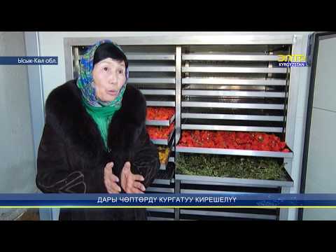 Video: Цикорий өсүмдүктөрүн жыйноо – Цикорий тамырларын жана жалбырактарын кантип жана качан жыйноо керек
