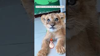 The man adopted an abandoned lion cub #shorts
