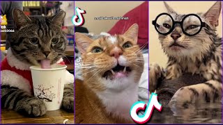 Funniest Cats From TikTok #6