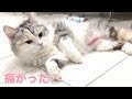 避妊手術をして来ました！あんちゃん８ヶ月【スコティッシュフォールド】 - 8 months old cat with birth control