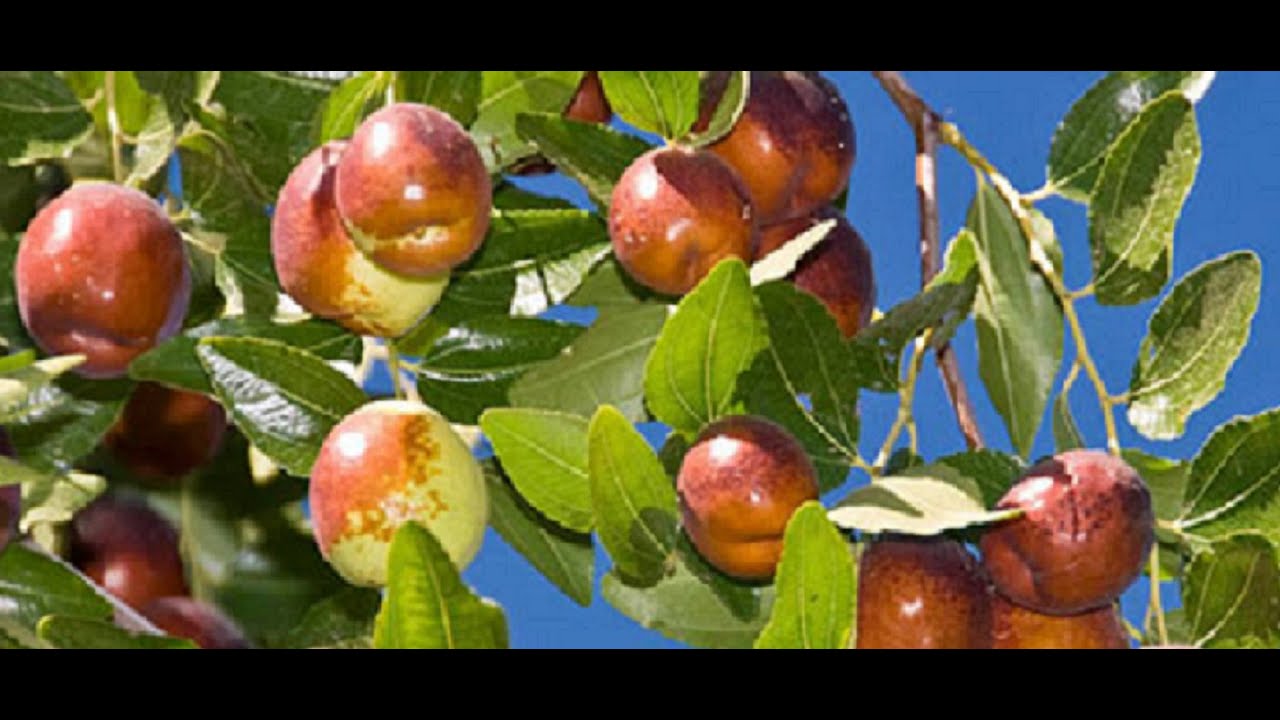 What are the Best Jujube Tree Varieties to Grow? GA 866 vs. Sugar Cane vs. Honey Jar vs. Li Jujube.
