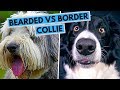 Bearded vs Border Collie - Dog Breed Comparsion の動画、YouTube動画。