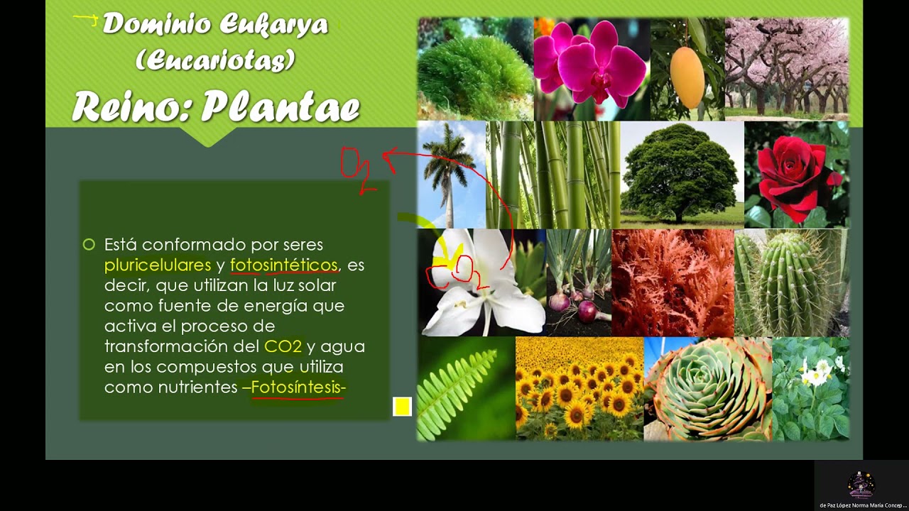 REINO PLANTAE, BIOLOGÍA I