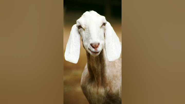bakra lari bado badi pun pun kary kadi kadi full watch video  views .......