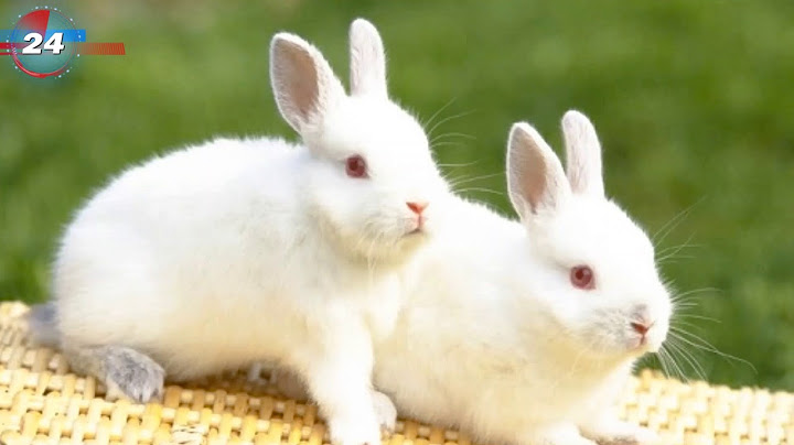 Hiện tượng sinh sản của thỏ được gọi là gì