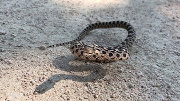 Feisty Little Gopher Snake