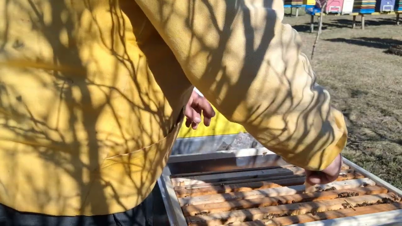 828.Azi transvazez *roii* in lazi noi.