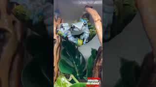 Dendrobates Auratus Frogtcs Dart Frogsbest Dart Frog To Keep In Groupsdendrobatesfrog