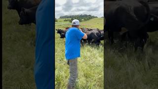Treating a bull for pink eye #dart #vaccine #cow #farming #ranch #cattle #bull #medicine #shooting