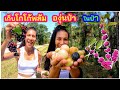 เก็บโกโก้พลัม/องุ่นป่าในป่า (Eng/Th sub) Picking coco plum, wild grapes in the woods l Jayy Crane