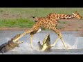 Giraffe Trying To Escape The Trocodile - Giraffe Across The River Confronting The Crocodile