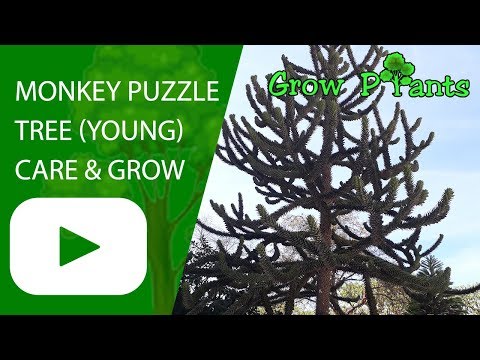 Monkey puzzle tree (young) care and growing