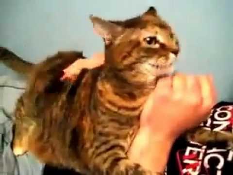 Cat Making Funny Noises