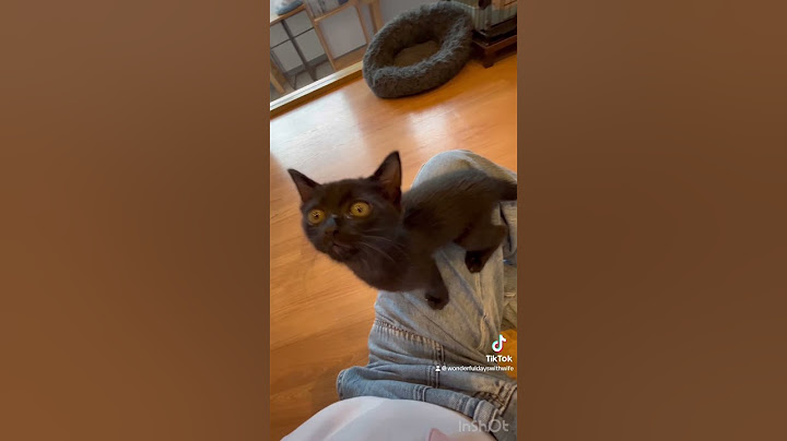 妻と猫カフェに行きました　#岡崎観光#猫カフェ#vlog