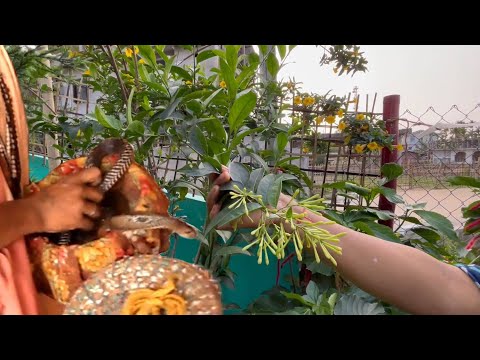 Video: Pamilya ng Euphorbiaceae: paglalarawan at pamamahagi