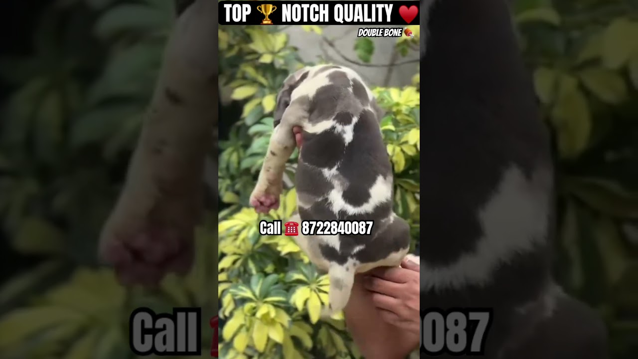 Top 🏆 quality Great Dane puppy 🐶 for sale in Bangalore at low price 💥 
